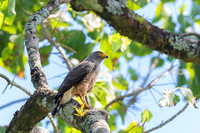 Roadside hawk