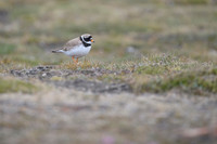 Common ringed plover