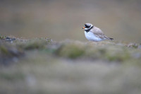 Common ringed plover