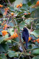 Cacique