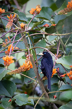 Cacique
