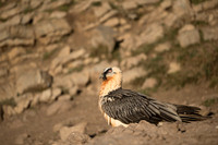 Bearded Vulture / Orłosęp