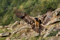 Bearded Vulture / Orłosęp