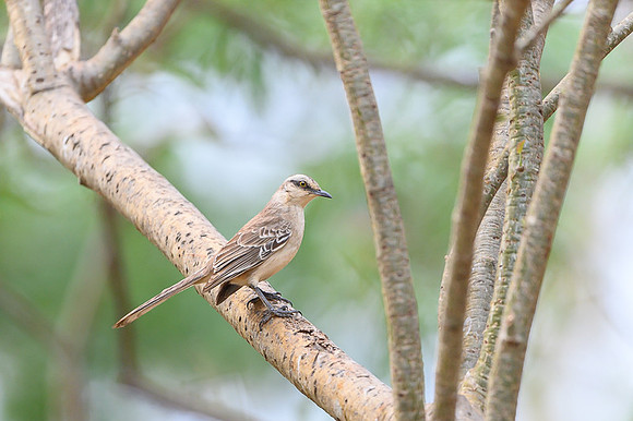 Chalk-browed Mockingbird
