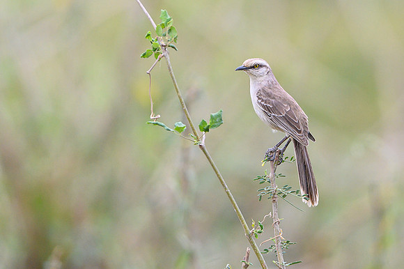 Chalk-browed Mockingbird