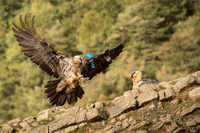 Bearded Vulture / Orłosęp