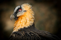 Bearded Vulture / Orłosęp