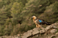 Bearded Vulture / Orłosęp