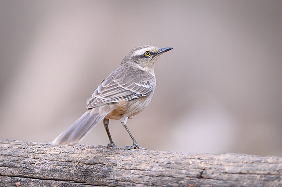 Chalk-browed Mockingbird