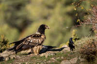 Bearded Vulture / Orłosęp
