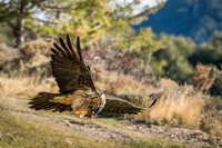 Bearded Vulture / Orłosęp