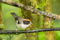 White-winged Bushfinch