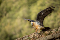 Bearded Vulture / Orłosęp
