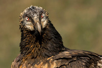 Bearded Vulture / Orłosęp