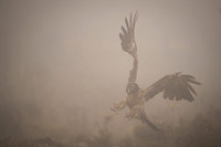 Bearded Vulture / Orłosęp