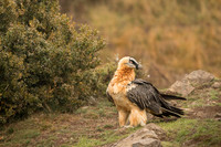 Bearded Vulture / Orłosęp