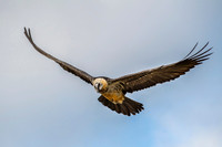 Bearded Vulture / Orłosęp