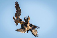 Bearded Vulture / Orłosęp