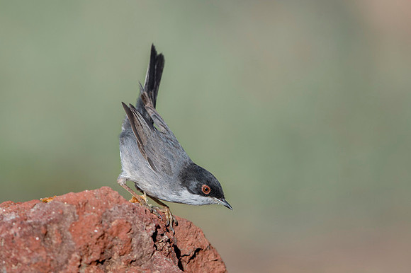 Sardinian Warbler / Pokrzewka aksamitna