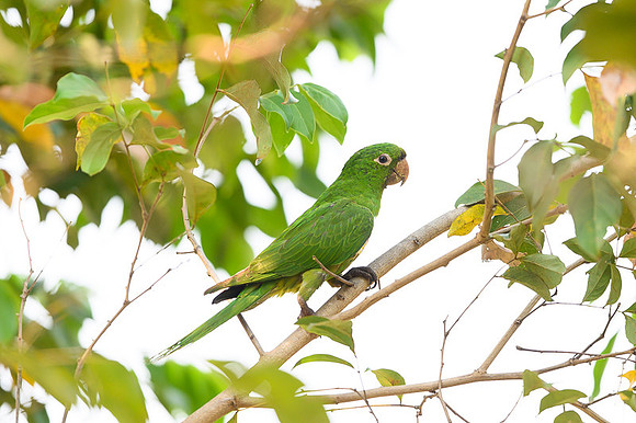 White-eyed Parakeet