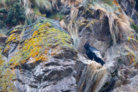 Andean Condor