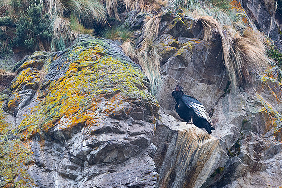 Andean Condor