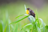 Unicolored Blackbird