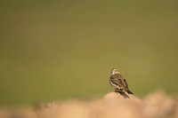 Meadow Pipit / Świergotek Łąkowy