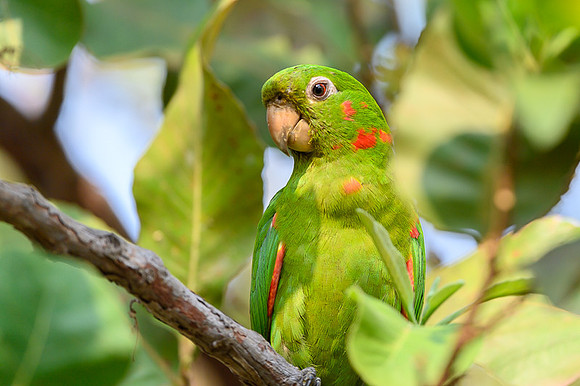 White-eyed Parakeet