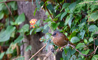 Streaked throated laughing thrush