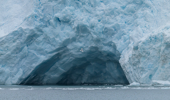 Kenai Fjords