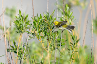 Hermit warbler