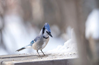 Blue jay