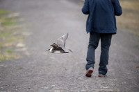 Arctic Skua