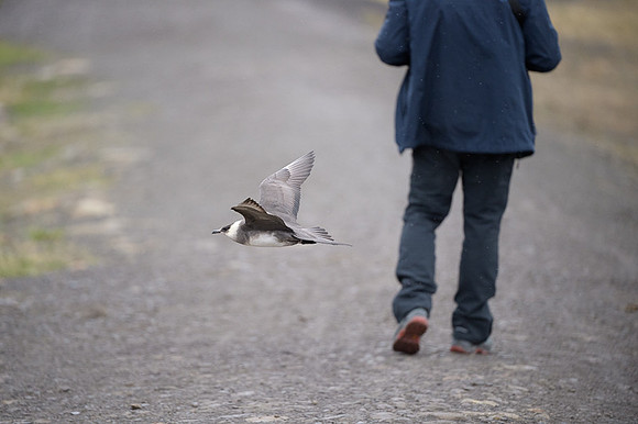 Arctic Skua