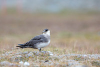 Arctic Skua