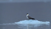 Arctic Skua
