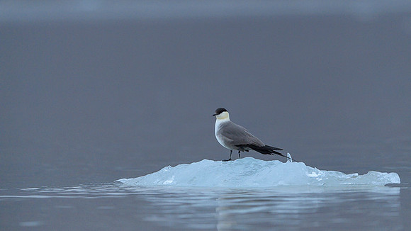 Arctic Skua