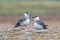 Arctic Skua