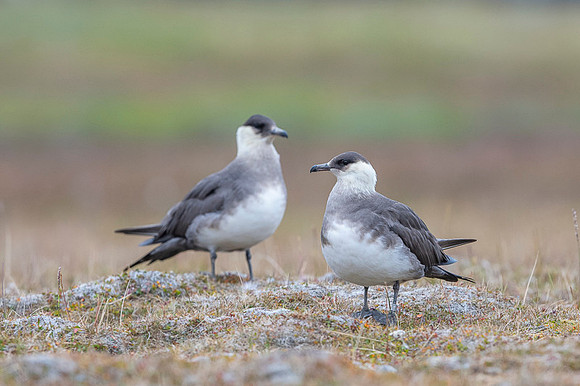Arctic Skua