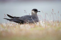 Arctic Skua
