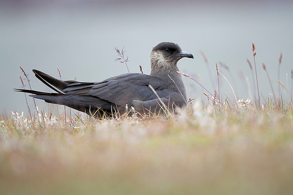 Arctic Skua