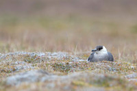 Arctic Skua