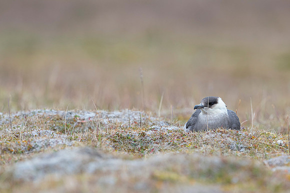 Arctic Skua