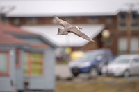 Arctic Skua