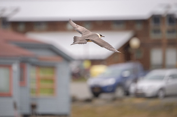 Arctic Skua