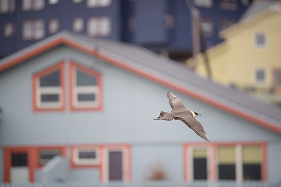 Arctic Skua