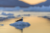 Arctic Skua