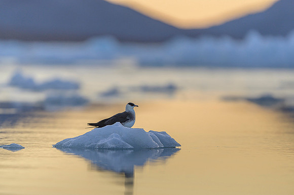Arctic Skua