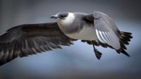 Arctic Skua
